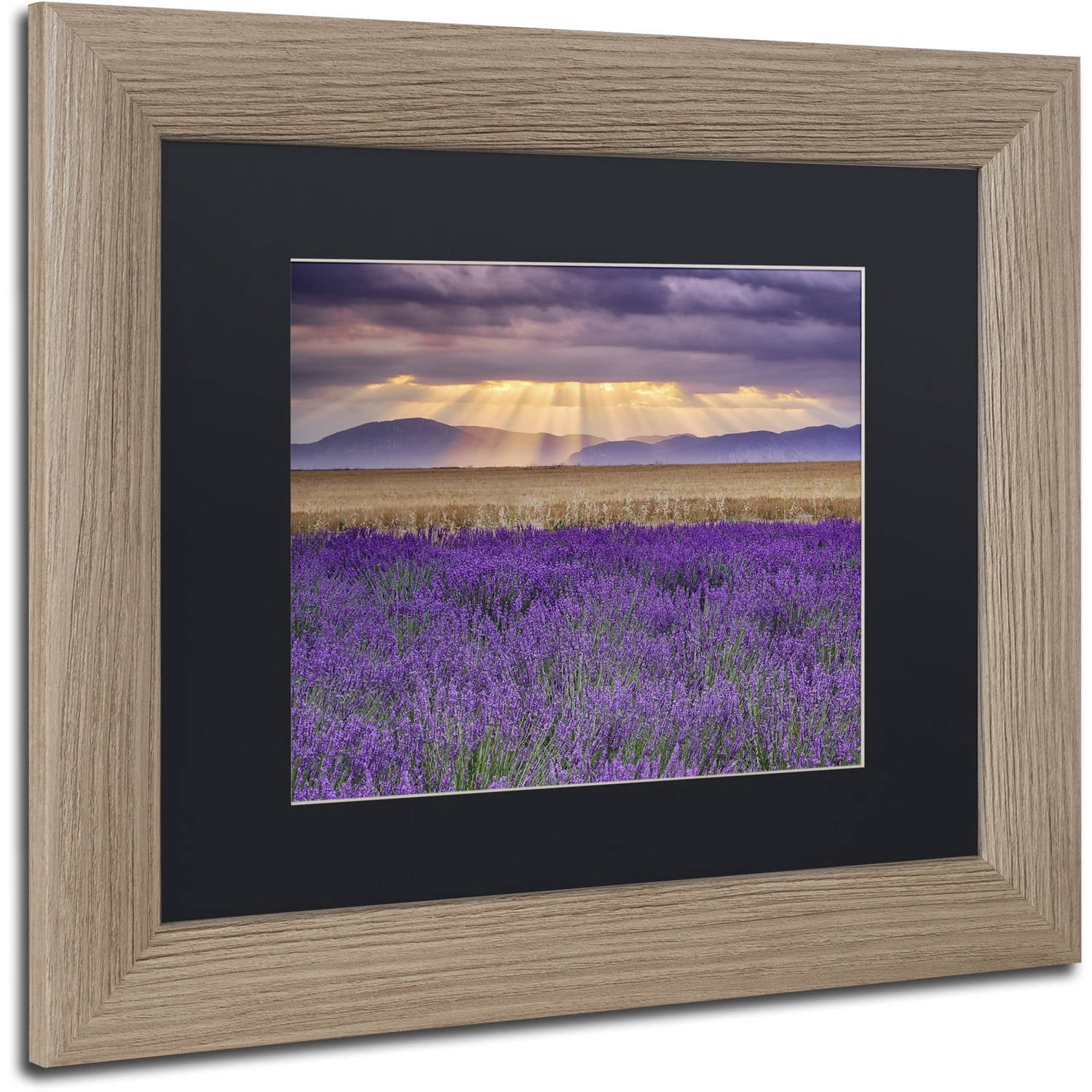 Trademark Fine Art "Lavender Sunbeams" Canvas Art by Michael Blanchette Photography Black Matte, Birch Frame
