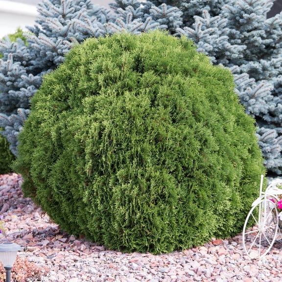 Western Red Cedar Evergreen Shrub, grown in a 2.25 Gallon Pot (1-Pack)