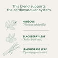 thumbnail image 6 of Traditional Medicinal Hibiscus, Organic Tea Bags, 16 Count, 6 of 14