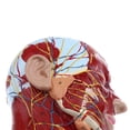 thumbnail image 4 of Modelo de Cabeza humana Macarena Cabeza Plano Sagital Mediano Anatomía muscular arterias paranasales expuestos cerebro, 4 of 8