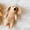Cream, variant on Felt Finger Puppet: Dachshund Dog