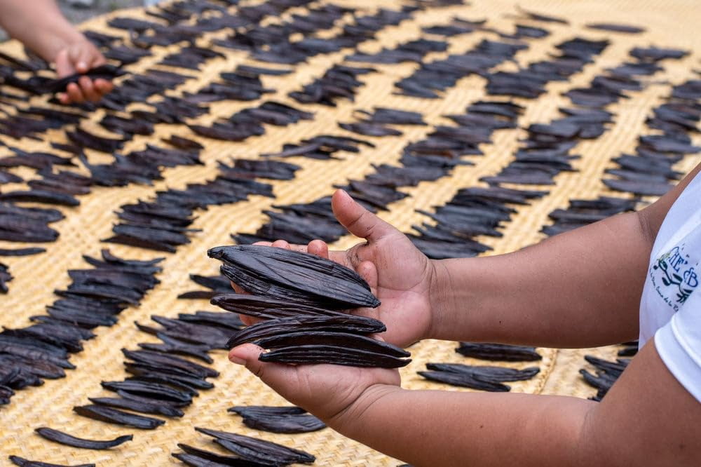 Guatemalan Vanilla Beans Whole Grade A Vanilla Pods for Homemade Vanilla Extract, Baking, Ice Cream, Flavoring, & Vanilla Powder - (50 Pack)