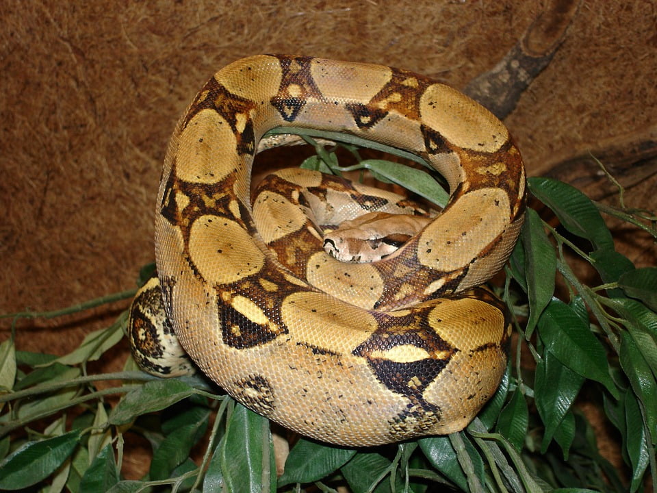 boa constrictor snake boa constrictor snake