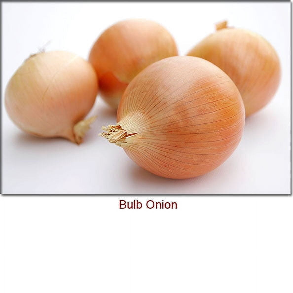 Onion Essential Oil 1 fl oz (30 ml) - 100% Pure and Natural by Silky Scents