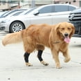 thumbnail image 5 of Soporte para patas traseras, soporte para patas traseras para perros, soporte para perros grandes, soporte para perros para rasgado Acl y Ccl, versión larga, mediano, 1 par, 5 of 5