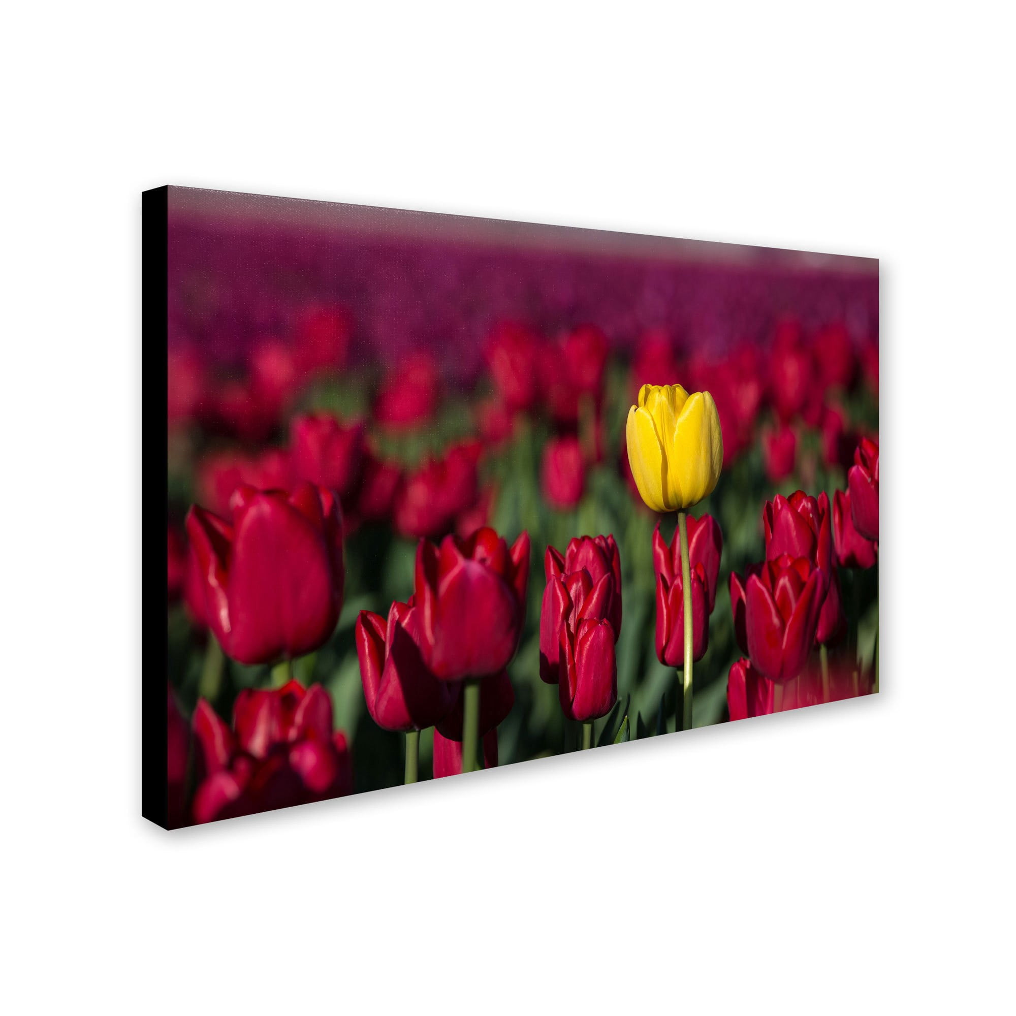 Trademark Fine Art "Yellow Tulip" Canvas Art by Pierre Leclerc