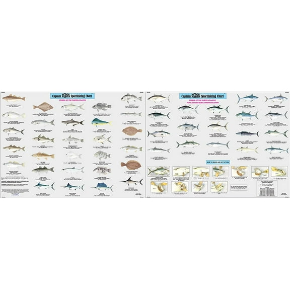 Fish of the North Atlantic Identification Chart