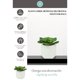 thumbnail image 5 of planta dec. blanca suculenta c, 5 of 5