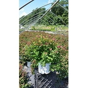 Double Play Doozie® Spirea