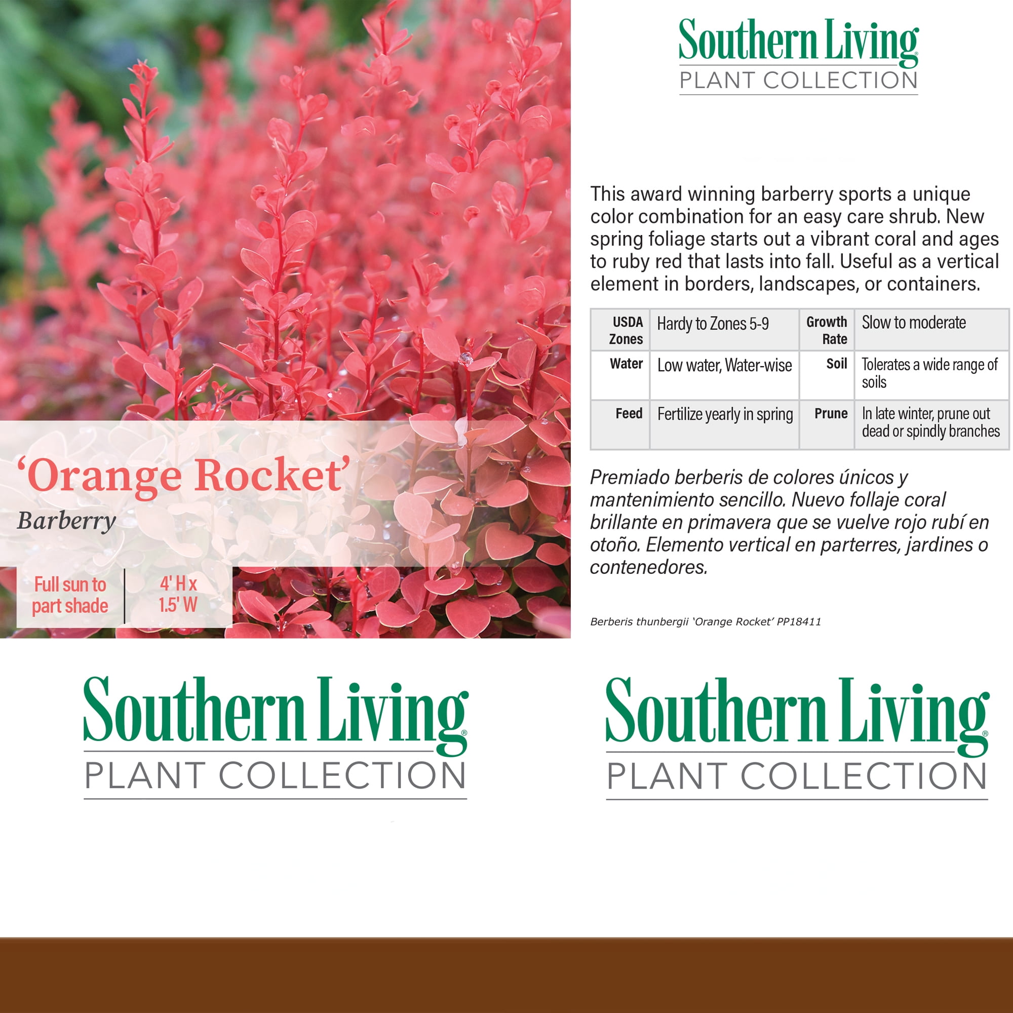 Southern Living Barberry Orange Rocket Live Shrub in 2-Gallon Grower Pot