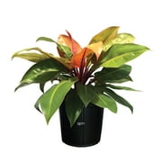 Nature's Way Farms Philodendron Prince of Orange Live Plant (18-24 in. Tall) in Grower Pot