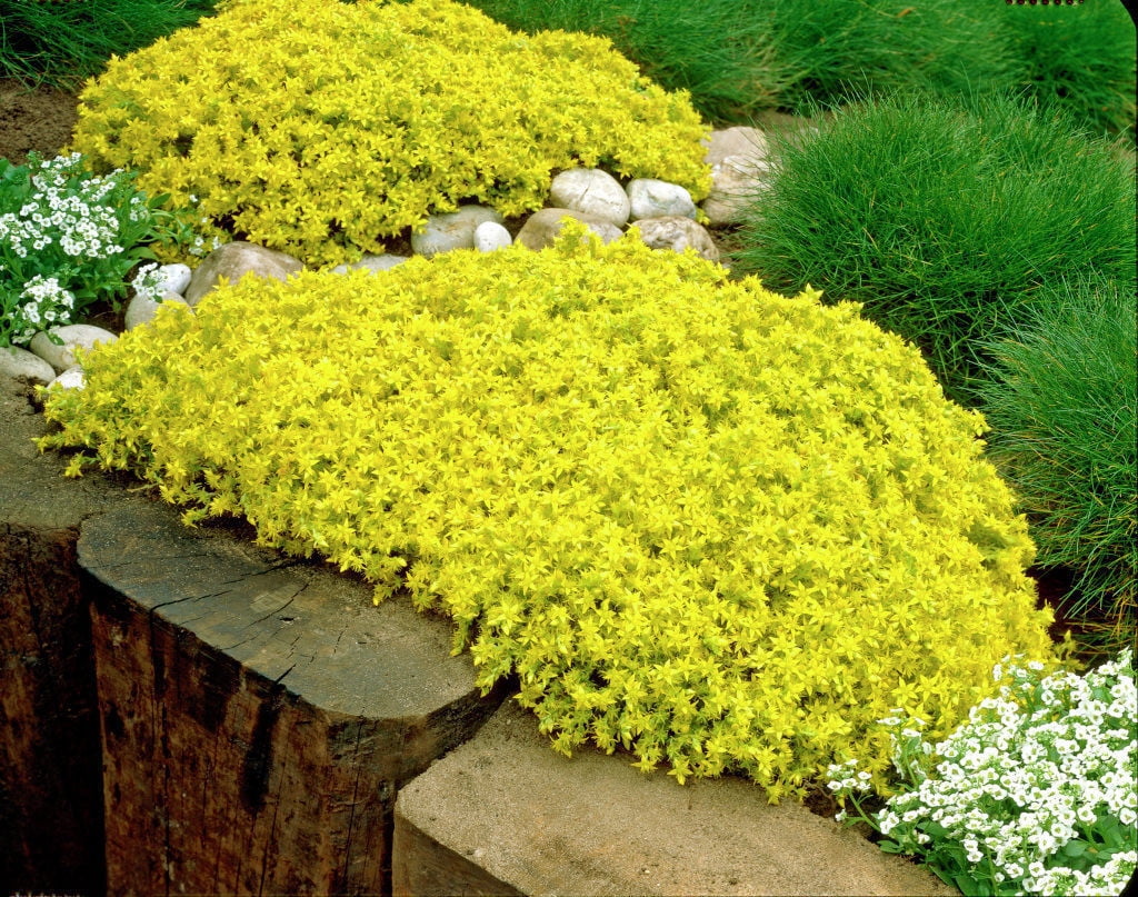 Goldmoss Sedum - Stonecrop Succulent - Sedum sexangulare - 2.5' Pot