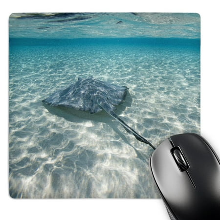 3dRose  Cayman Islands  Southern Stingray in Caribbean Sea-CA42 PSO0046 - Paul Souders  MousePad price history on PriceWatchPro