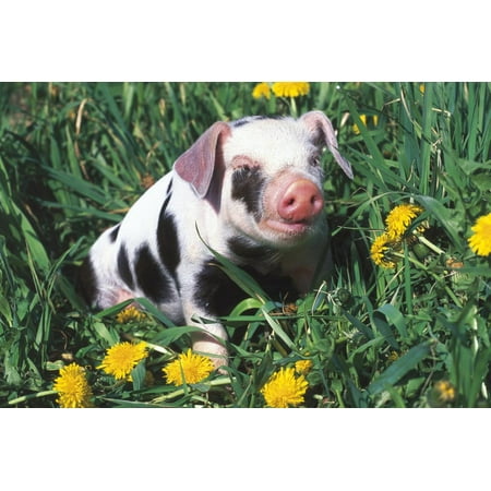 Spotted Mixed-Breed Piglet Sits in Grass and Dandelions, Freeport, Illinois, USA Print Wall Art By Lynn M.