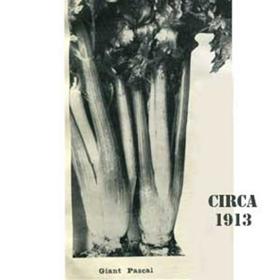 Giant Golden Pascal Celery Seed 500 mg ~1,250 Seeds - Heirloom, Open Pollinated, Non-GMO, Heirloom, Farm & Vegetable Gardening Seeds