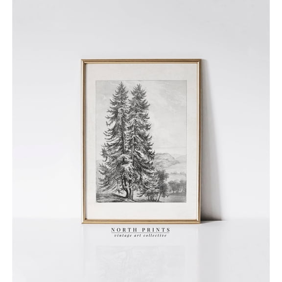 Vintage Pine Tree Sketch: Rustic Landscape Art (Printable ) Sk-263 UNFRAMED Poster, Wall Art for Decor, Present, 8x12