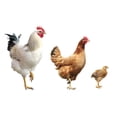 thumbnail image 2 of Rooster Hen and Chicken Wall Decal by Wallmonkeys Peel and Stick Graphic (36 in W x 22 in H) WM349659, 2 of 4