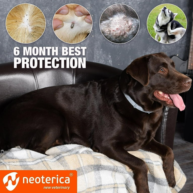 Best natural flea outlet collar