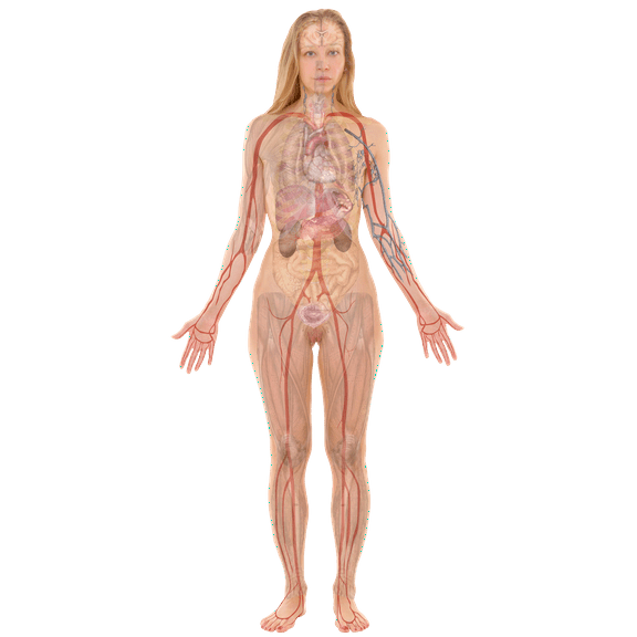 24x49in Female Body, Organs. Human body diagrams 【Photo Paper】