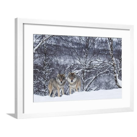 Two European Grey Wolves (Canis Lupus) In Woodland, Captive, Norway, February Framed Print Wall Art By Edwin