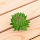 thumbnail image 4 of 10 piezas de suculentas falsas Advancent PVC Flores artificiales tipo 14, 4 of 6