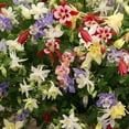 thumbnail image 3 of Mixed Colorful Columbine Flowers - 10 Bulbs - Pink, Purple, Red, White, Yellow Flowers Attracts Butterflies, Bees & Hummingbirds-Spring Garden Perennial, 3 of 5