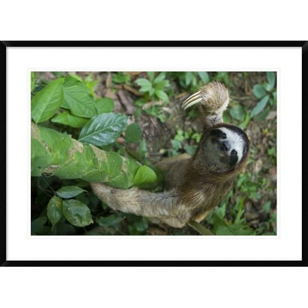 Global Gallery 'Brown-Throated Three-Toed Sloth Male Climbing Tree, Aviarios Sloth Sanctuary, Costa Rica' Framed Photographic Print