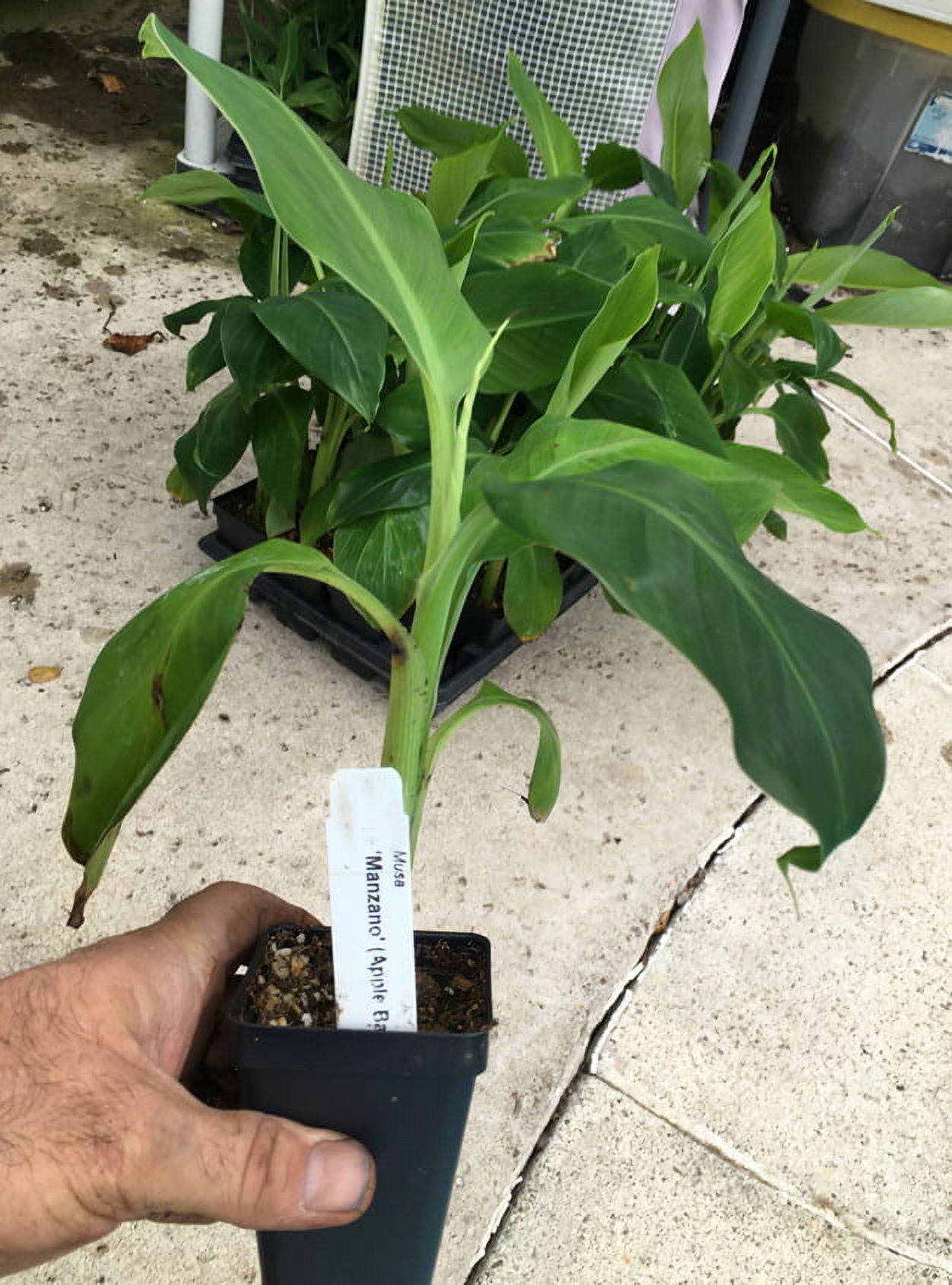 Manzano Apple Banana Plant - Live Plant