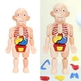 thumbnail image 4 of TISHITA Human Torso Body Model,,Mini Human Body Organ Torso Model,School Educational , Kids, 4 of 8