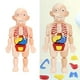 thumbnail image 4 of Modelo de Torso de cuerpo 3D CUTICAT Anatomía del cuerpo humano, 4 of 8