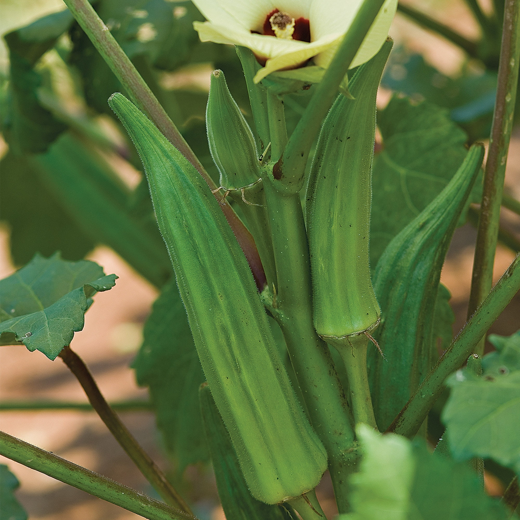 Burpee Clemson Spineless Okra Vegetable Seed, 1-Pack