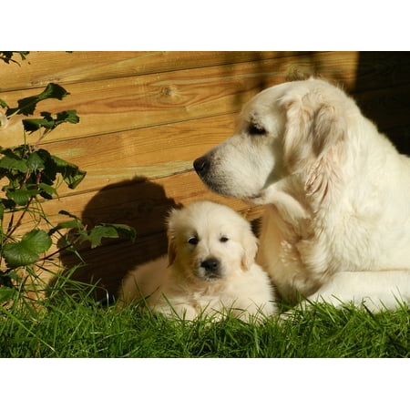 Laminated Poster Golden Retriever Puppy Dog Domestic Animal Animal