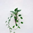 thumbnail image 5 of yotijay Clear Cone Glass Flower Holder Container Plant Pot Hanging Terrarium Bottle, 5 of 7
