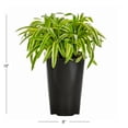 thumbnail image 3 of Expert Gardener 12" Variegated Liriope Live Plants in 2QT Growers Pot Partial Shade, 3 of 6