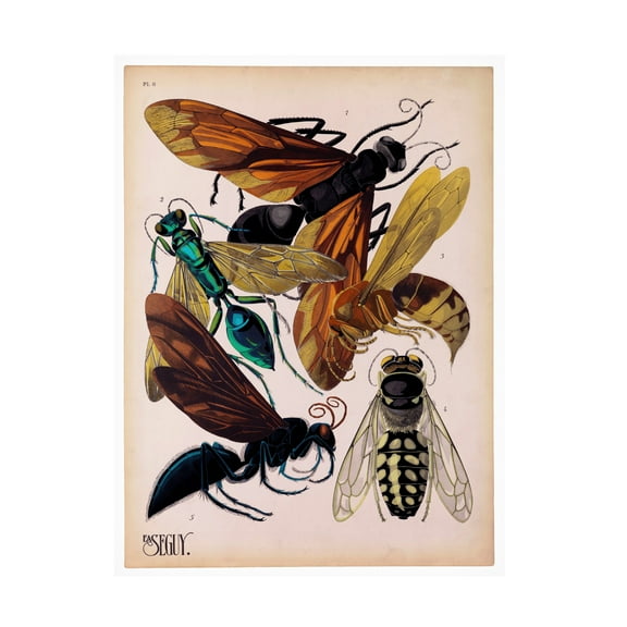 Print Collection 'Insects Plate 15' Canvas Art