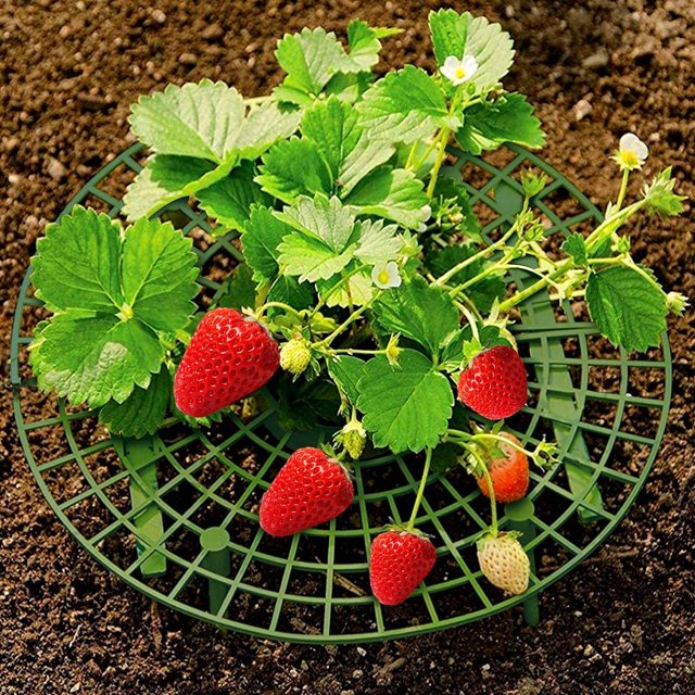 4 soportes para fresas, mantienen las fresas limpias y libres de insectos, resistente y fácil de montar, soporte para plantas de fresa con 4 patas, soporte ajustable para cultivo de fresas oso de fresa Electrónica