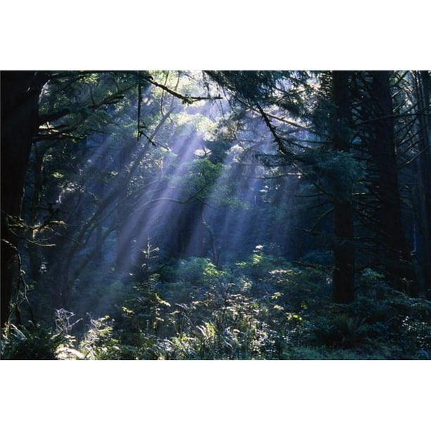 Posterazzi DPI1783763LARGE Beams Fog & Forest Trees Poster by Natural Selection Craig Tuttle&#44; 36 x 24 Large - Walmart.com