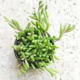 thumbnail image 4 of Ruby Necklace Othonna Capensis Succulent - 4 inch, 4 of 6