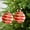 Red#4, variant on Christmas Ornament Ball Set Wave Texture Plastic Sky Blue Gold Red Brown Purple Unique Glossy Finish Hanging Rope Included Holiday Tree Decoration 2 Pack 3.14in Diameter
