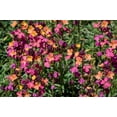 thumbnail image 3 of 300 ENGLISH Aegean WALLFLOWER Cheiranthus Cheiri Seeds, 3 of 11