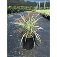 thumbnail image 5 of Aztec Grass - 2 Gallon Size Plants - Live Variegated Liriope - Ophiopogon Intermedius Argenteomarginatus, 5 of 7