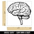 thumbnail image 2 of Human Brain with Cerebellum and Medulla Oblongata Self-Inking Rubber Stamp Ink Stamper - Fuchsia Ink - Small 1 Inch, 2 of 7