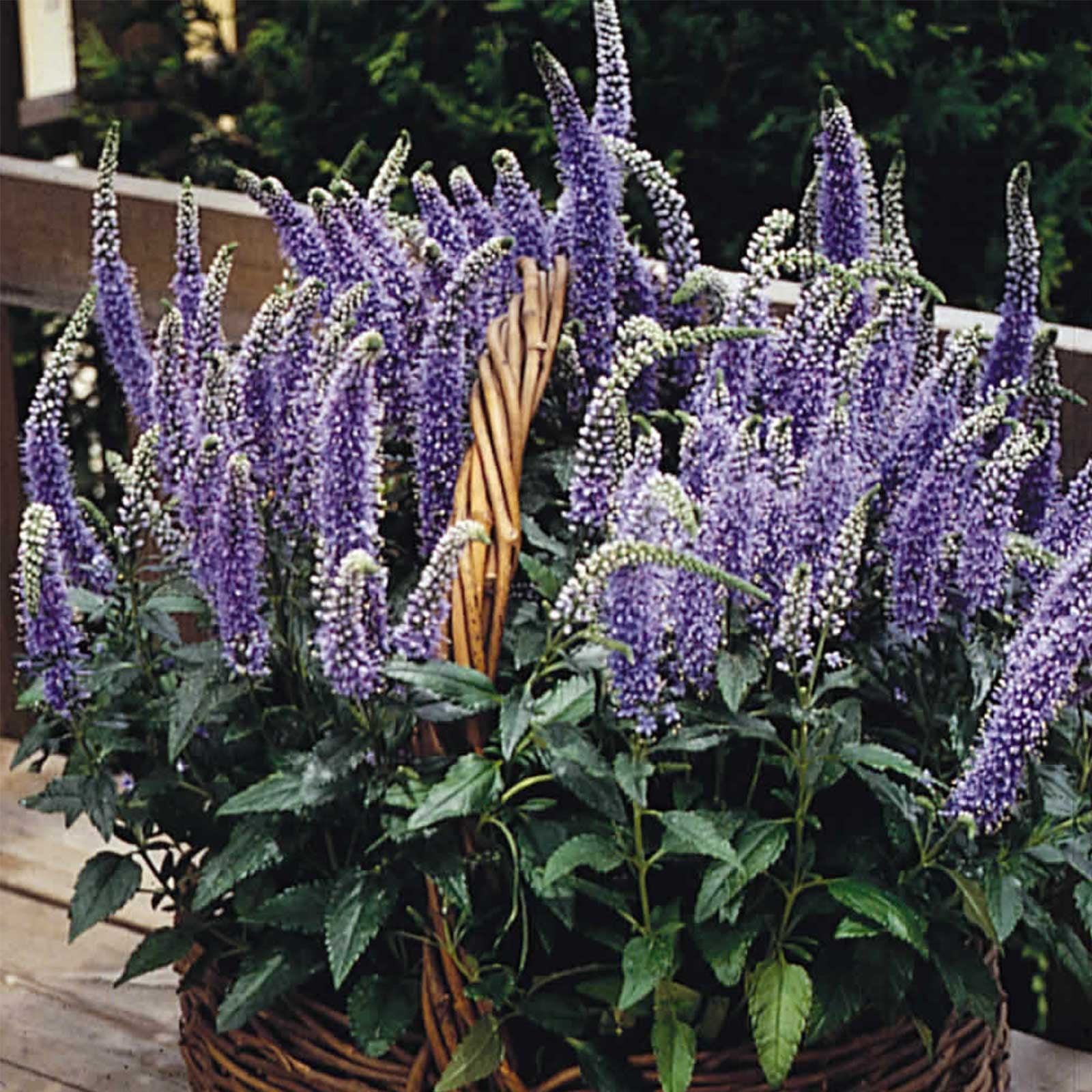 Veronica Flower Garden Seeds Blue Boquet 100 Seeds Perennial