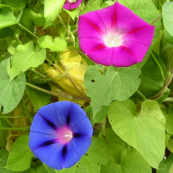 Morning Glory Flower Garden Seeds - Mixed Colors - 4 Oz - Annual Flower Gardening Seed - Ipomoea purpurea