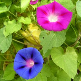 Hirt S Heavenly Blue Morning Glory 1500 Seeds Untreated Fresh Walmart Com Walmart Com