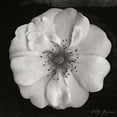 thumbnail image 3 of Geyman, Vitaly 12x12 Black Modern Framed Museum Art Print Titled - Classic Beauty Square, 3 of 5