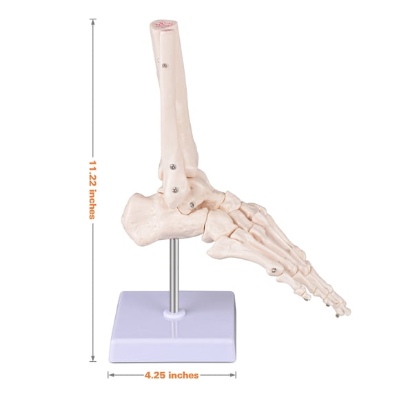 Eztrain Human Hand Skeleton Model, Flexible 1:1 Scientific Life Size