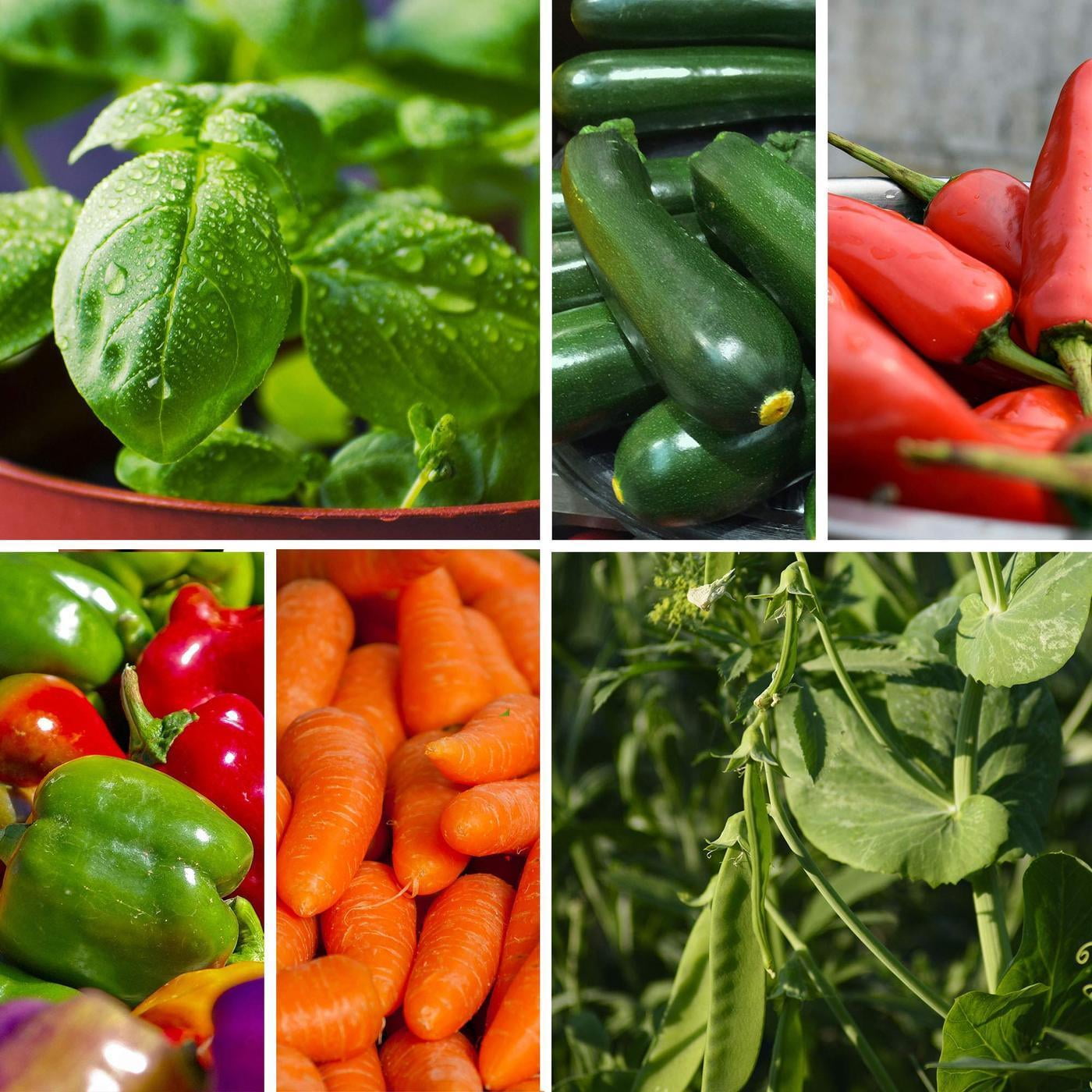 Heirloom Vegetable Garden Seed Collection – Assortment of 15 Non-GMO, Easy Grow, Gardening Seeds: Carrot, Onion, Tomato, Pea, Cucumber, Beets, Basil, More