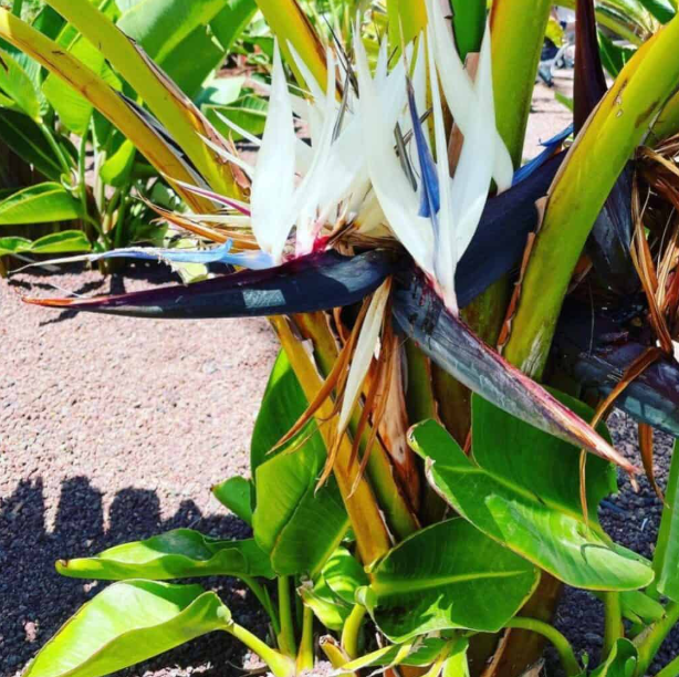 Set 2 White Bird of Paradise Plants Live for Planting, Giant Bird of Paradise Plants for Indoor Outdoor 4 to 6 Inch Tall