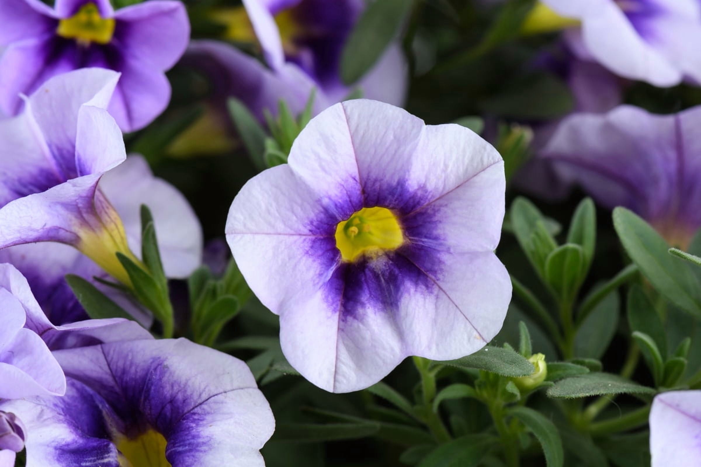 Amore 1.5 Gallon Petunia Pet-Friendly Purple Prince, Live Annual Plant, Full Sun